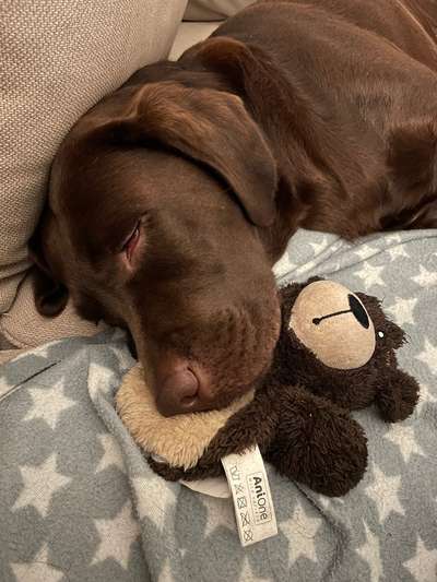 Tierschutzverein Borkum - Aufenthalt wegen RV-fit-Beitrag-Bild