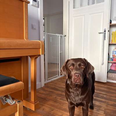 Hundebox als Trainingsmethode-Beitrag-Bild