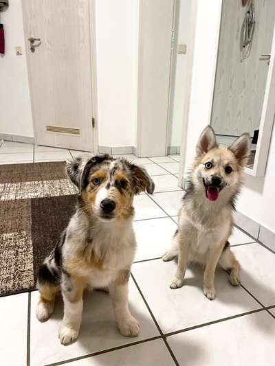 Hundetreffen-Welpentreffen und gemeinsames Training-Bild