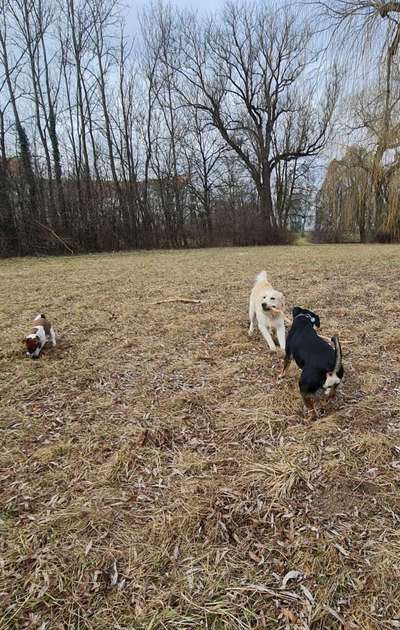 Unsere beiden Hunde können evtl. nicht alleine bleiben-Beitrag-Bild