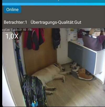 Unsere beiden Hunde können evtl. nicht alleine bleiben-Beitrag-Bild