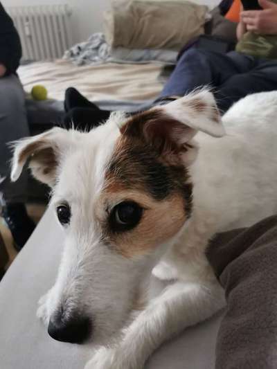 Jack Russell Terrier-Beitrag-Bild