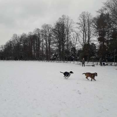 Hundeauslaufgebiet-Hubertusstraße-Bild