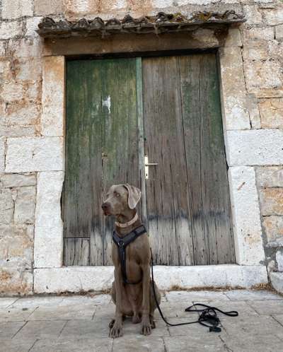Weimaraner-Beitrag-Bild
