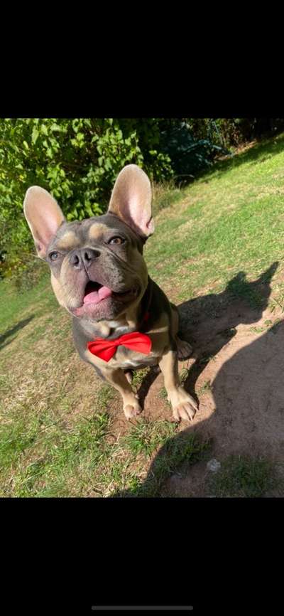 Zeigt her eure Frenchi-Beitrag-Bild