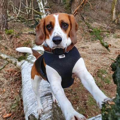 Hundetreffen-Gemeinsame Gassirunde-Bild