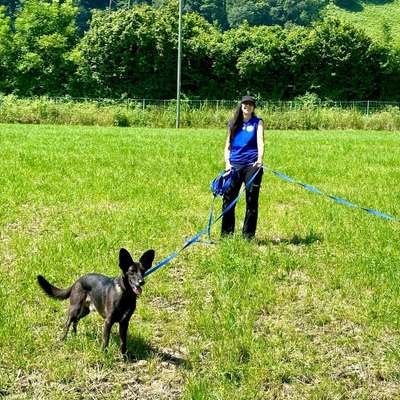 Hundepensionen-Hundebetreuung Nino GmbH-Bild