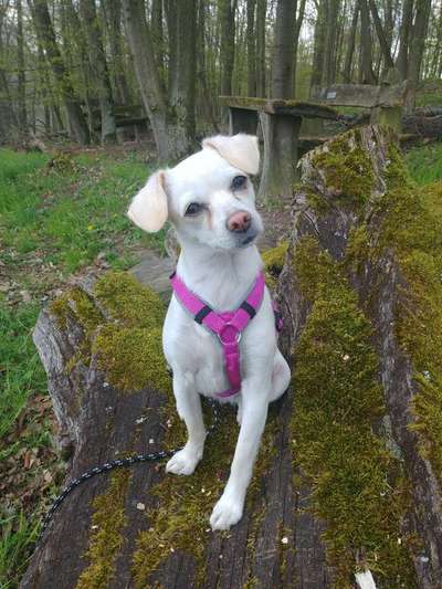 Hundetreffen-Spaziergänge mit kleinen oder ruhigen Hunden-Profilbild