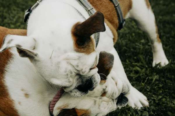 Hundetreffen-Hundebegegnung-Bild