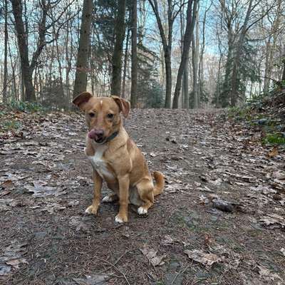Hundetreffen-Holly sucht Spielfreunde 🐶-Bild
