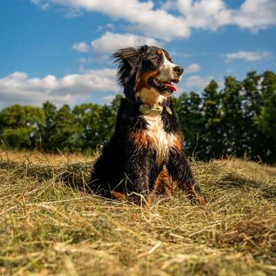 Hundetreffen-Gassierunde im Forst-Bild