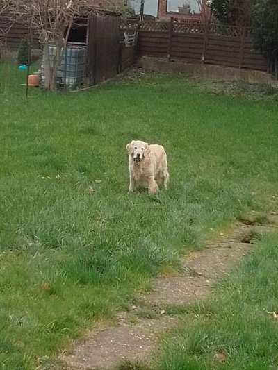 Wo sind die Golden Retriever Liebhaber?-Beitrag-Bild