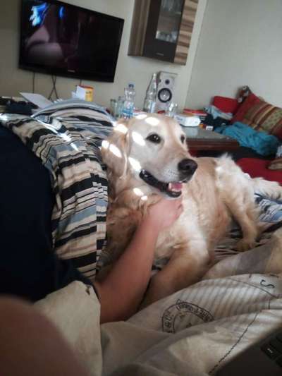 Darf der Hund bei Euch im Bett schlafen?-Beitrag-Bild