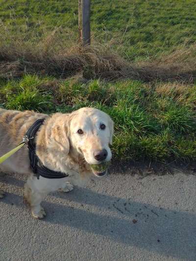 eure Spitznamen für die Vierbeiner-Beitrag-Bild