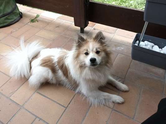 Reinrassige Hunde?-Beitrag-Bild