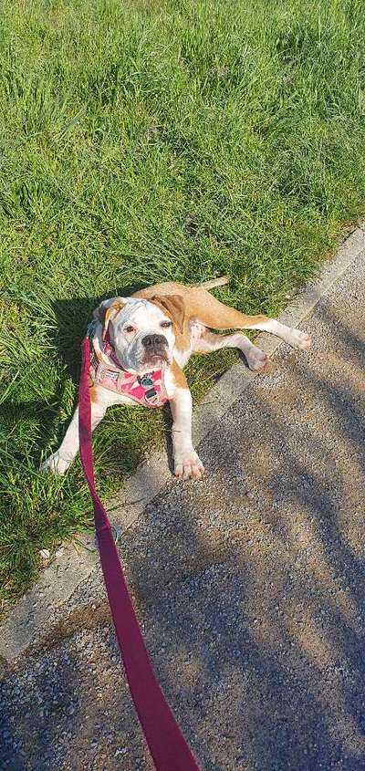 Olde English Bulldogge-Beitrag-Bild