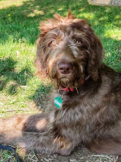 Labradoodle gesucht-Beitrag-Bild