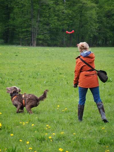 Hundeauslaufgebiet-Mansellwiese/Spitalwiese-Bild