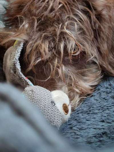 Dogorama Photo Challenge - lustigste Grimasse-Beitrag-Bild