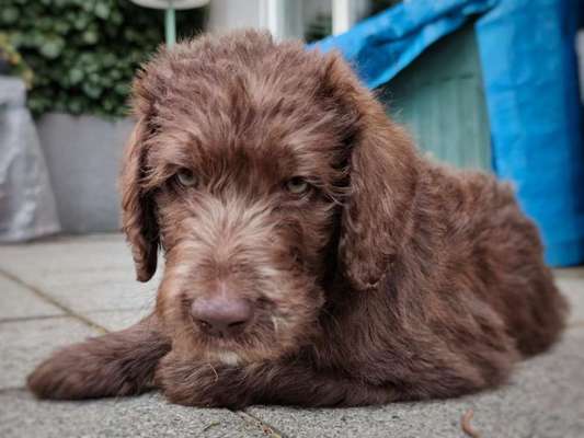 Welpen Bilder !-Beitrag-Bild