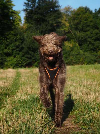 Labradoodle gesucht-Beitrag-Bild