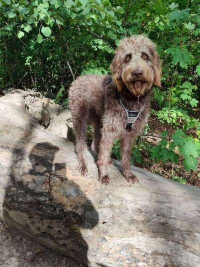 Labradoodle gesucht-Beitrag-Bild