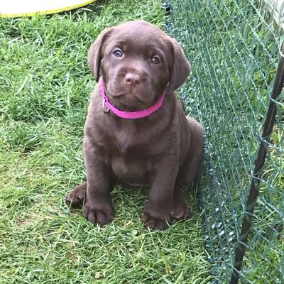 Hundetreffen-Welpentreffen-Bild