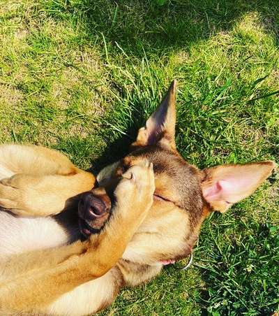 36. Handy Foto Challenge - Sonnenanbeter-Beitrag-Bild