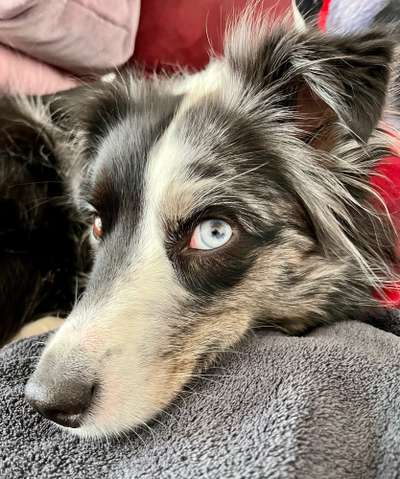 Hunde Porträt (Portrait) Galerie....-Beitrag-Bild