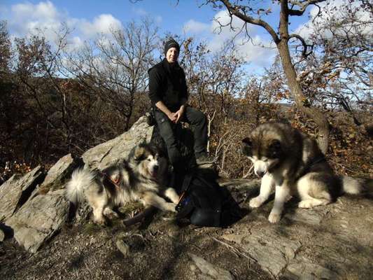 Nordische Hunde-Beitrag-Bild