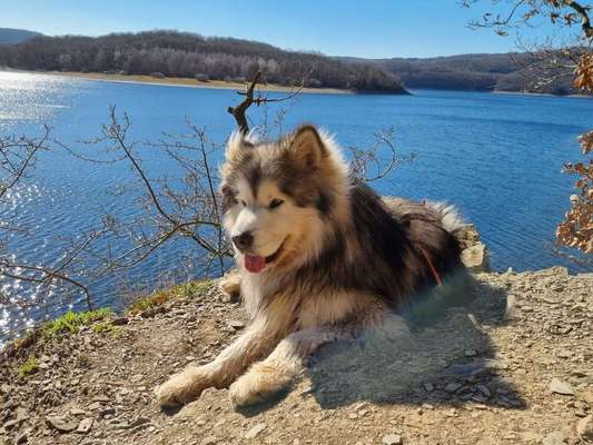 Dogorama Photo Challenge - Der Frühling kommt-Beitrag-Bild