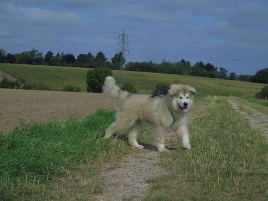 Welpen Bilder !-Beitrag-Bild