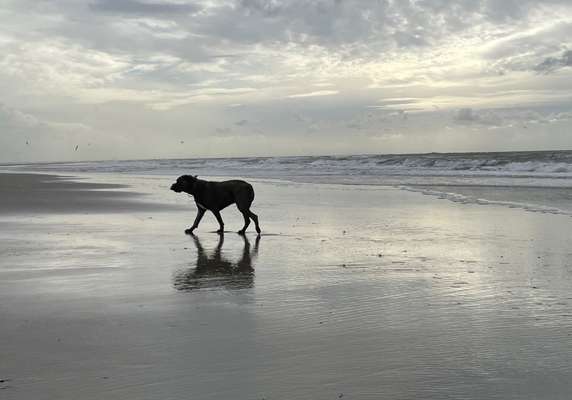 Dogorama Photo Challenge - Tierischer Urlaub-Beitrag-Bild