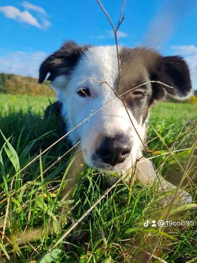 Hundetreffen-Welpentreffen-Bild