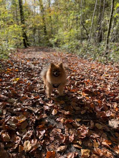 Spitz--Zwergspitz--kleinspitz---mittelspitz----Großspitz--Wolfsspitz-Beitrag-Bild