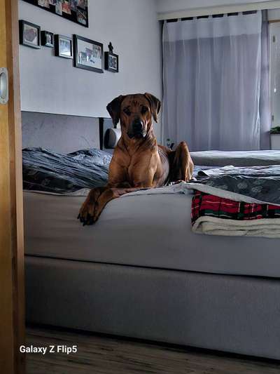 Rhodesian Ridgeback-Beitrag-Bild