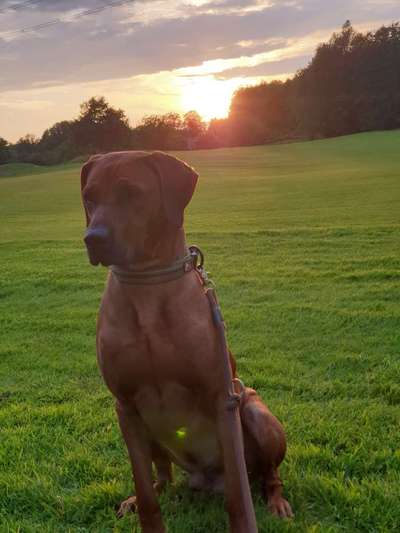 Rhodesian Ridgeback-Beitrag-Bild