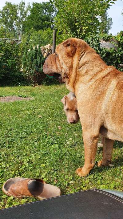 Hundetreffen-Gemeinsam spazieren-Bild