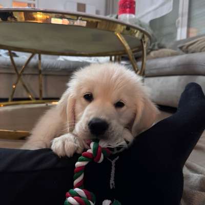 Hundetreffen-Suche Welpen/ Junghunde für eine Spielrunde-Bild