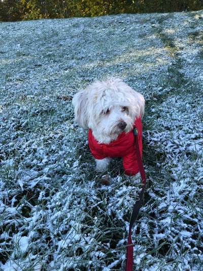 Dogorama Photo Challenge - Mäulchen auf-Beitrag-Bild