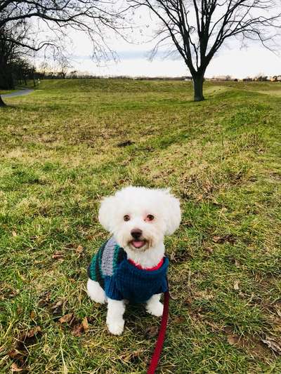 Dogorama Photo Challenge - Mäulchen auf-Beitrag-Bild