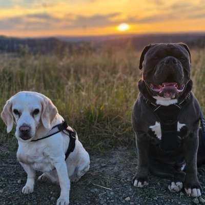 Hundetreffen-Treffen zum Spielen, toben und gemeinsame Spaziergänge-Bild