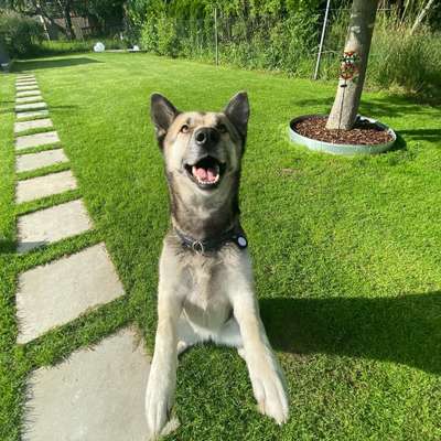 Hundetreffen-Leinen Spaziergang-Bild