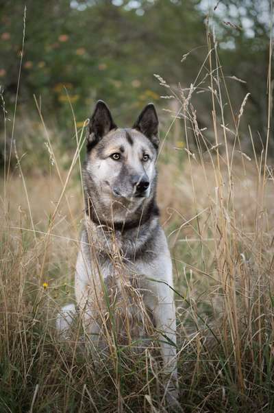 Mischlingshunde Foto Aufruf-Beitrag-Bild