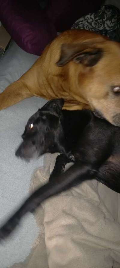 Bester Freund, Hundekumpel - zeigt her!-Beitrag-Bild