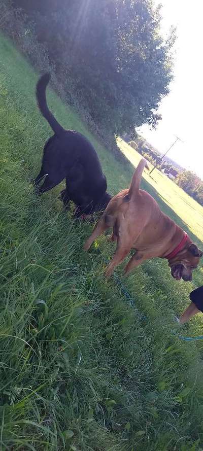 Bester Freund, Hundekumpel - zeigt her!-Beitrag-Bild