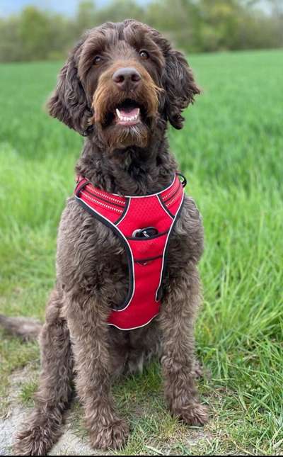 Die Dogorama Wochen Challenge-Beitrag-Bild