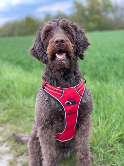 Labradoodle gesucht-Beitrag-Bild
