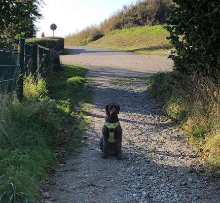 Labradorfans-Beitrag-Bild