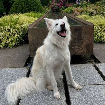 Hundetreffen-Gassipartner:in gesucht-Bild